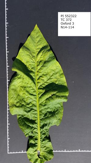 LEAF